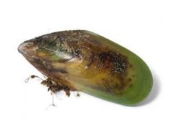 Groenlipmossel producten